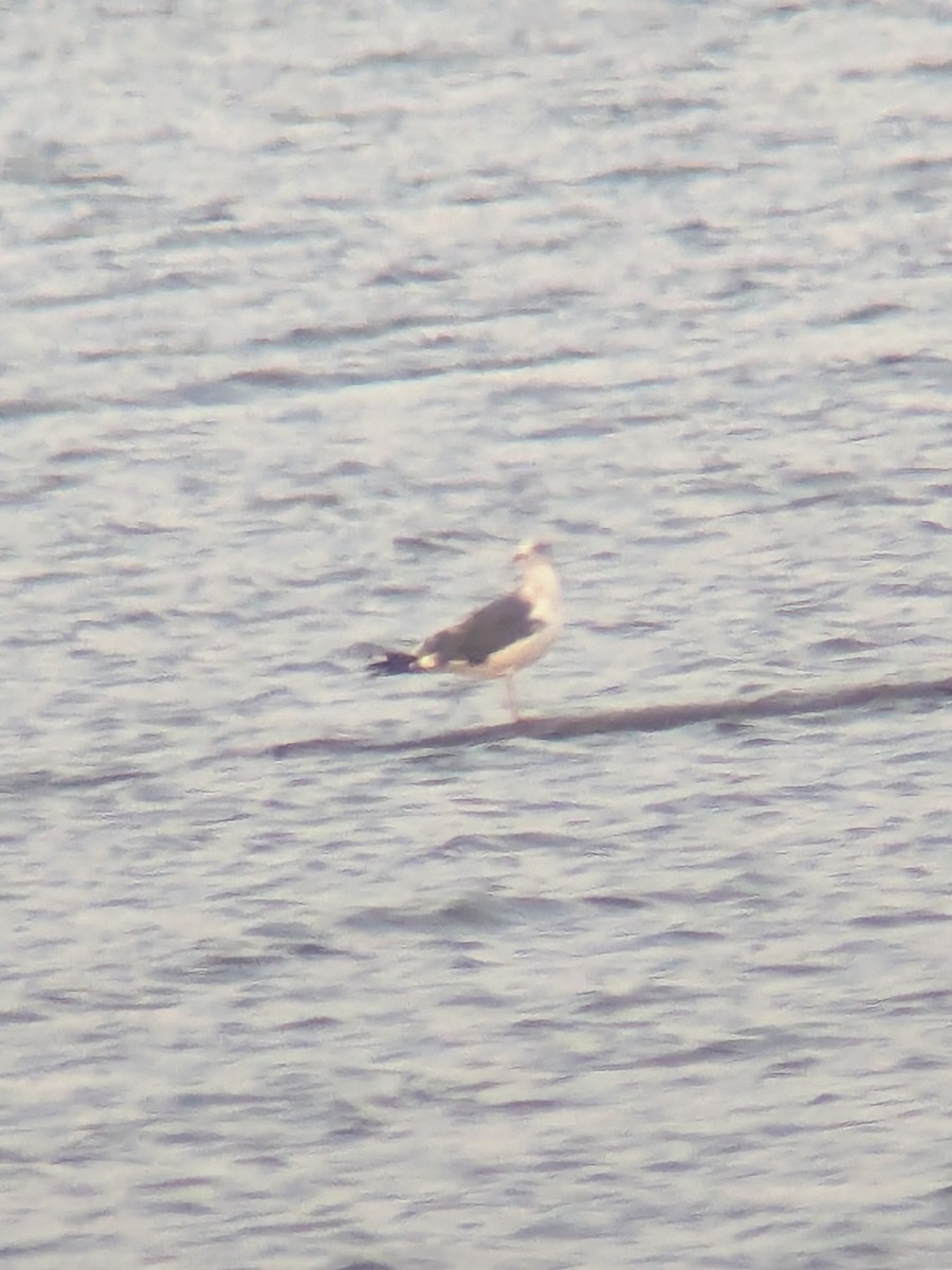 Lesser Black-backed Gull (graellsii) - ML644782132