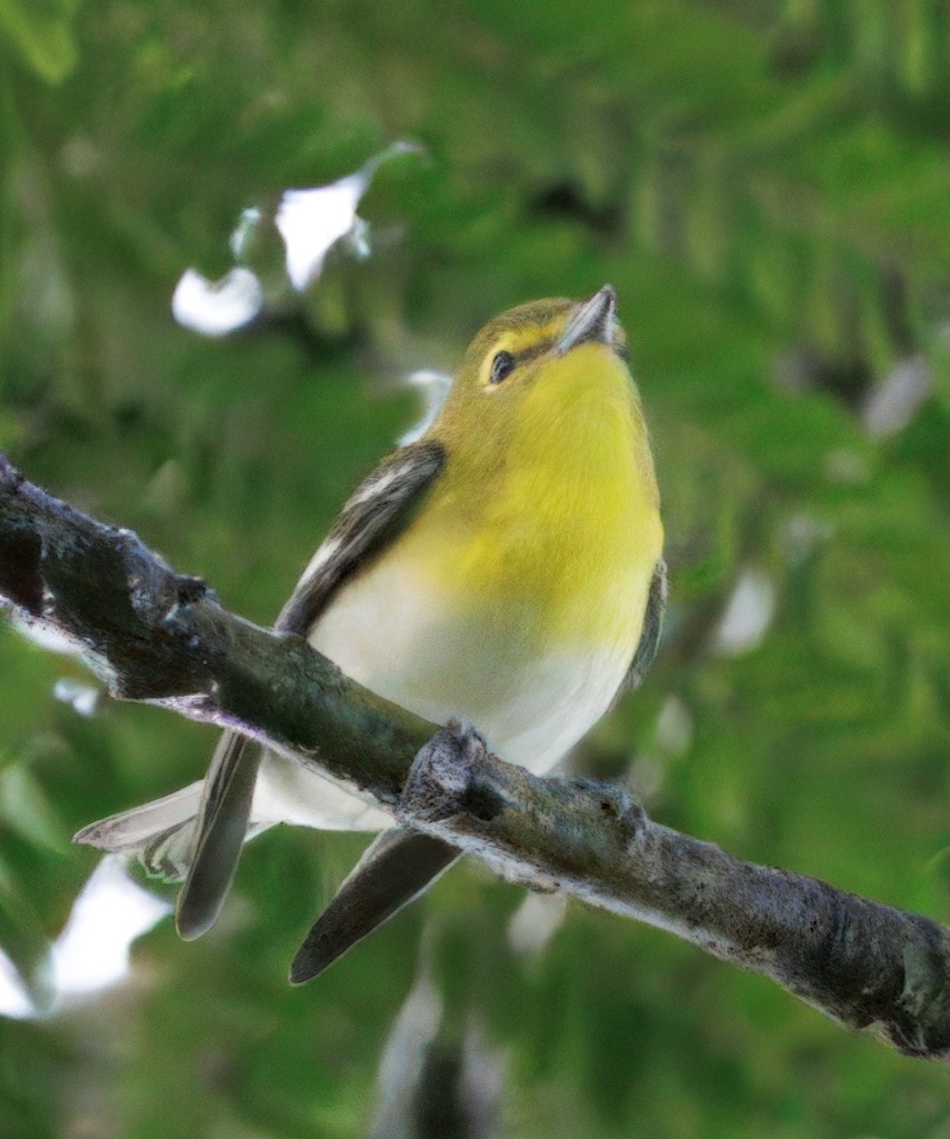 gulbrystvireo - ML644782141