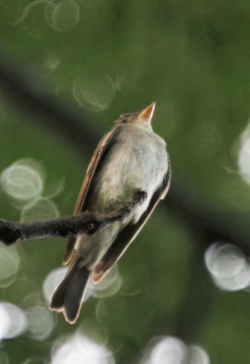 Eastern Wood-Pewee - ML644782143