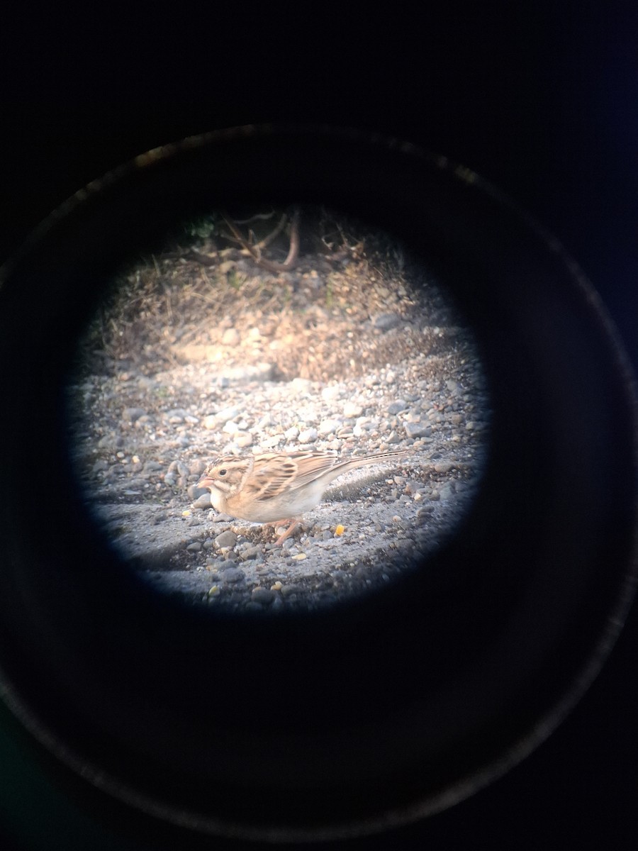 Clay-colored Sparrow - ML644782144