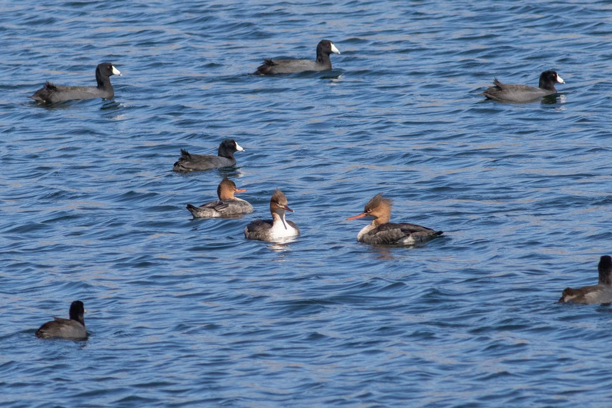 Red-breasted Merganser - ML644782148