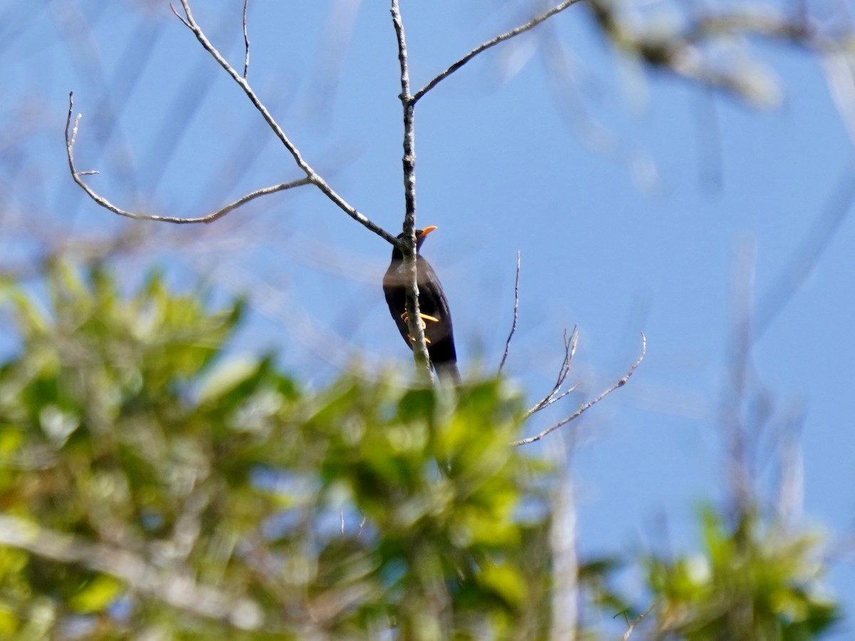Pale-eyed Thrush - ML644782161