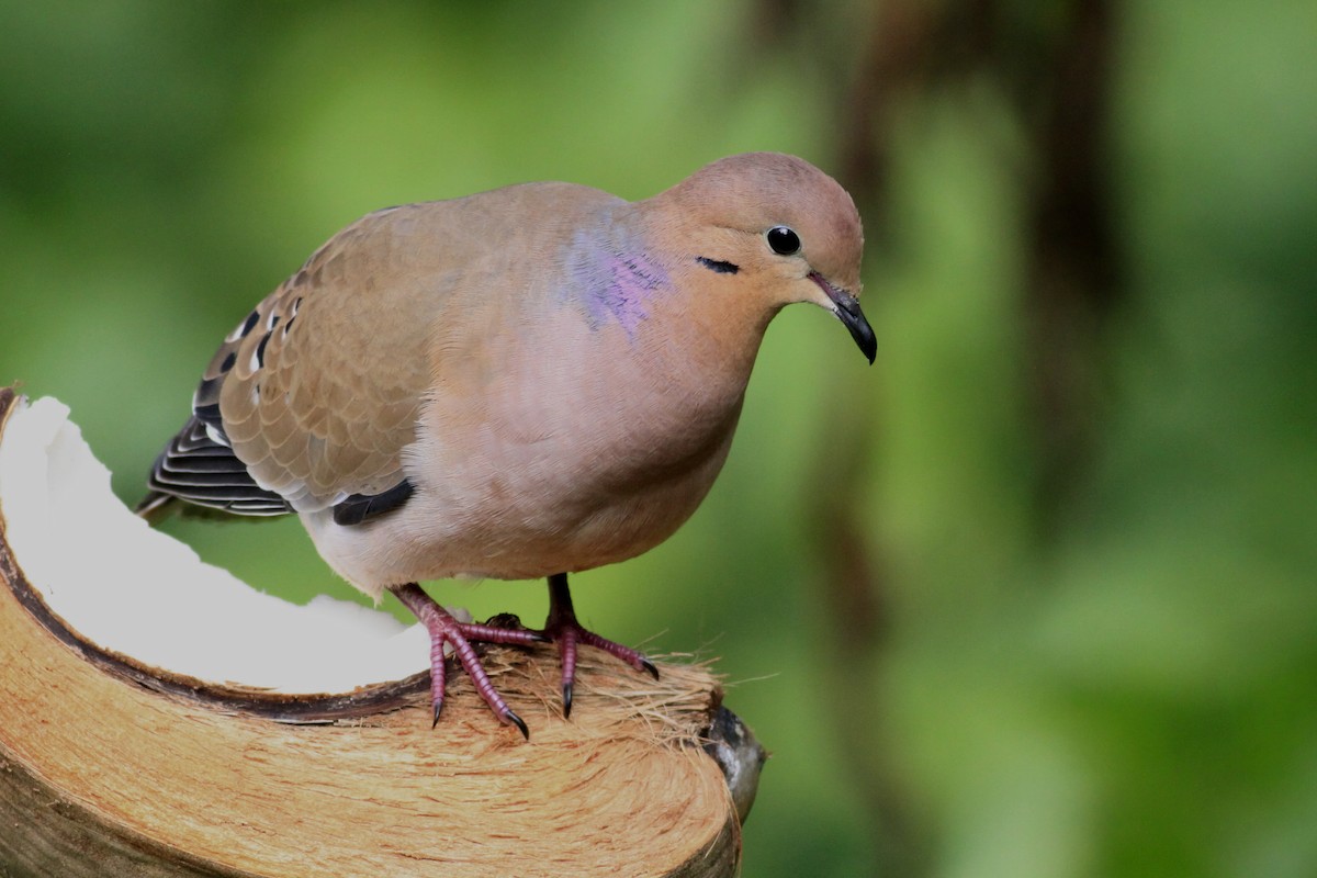 Liebestaube - ML644782163