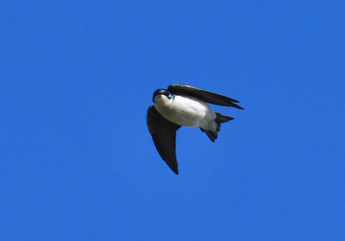 Tree Swallow - ML644782168