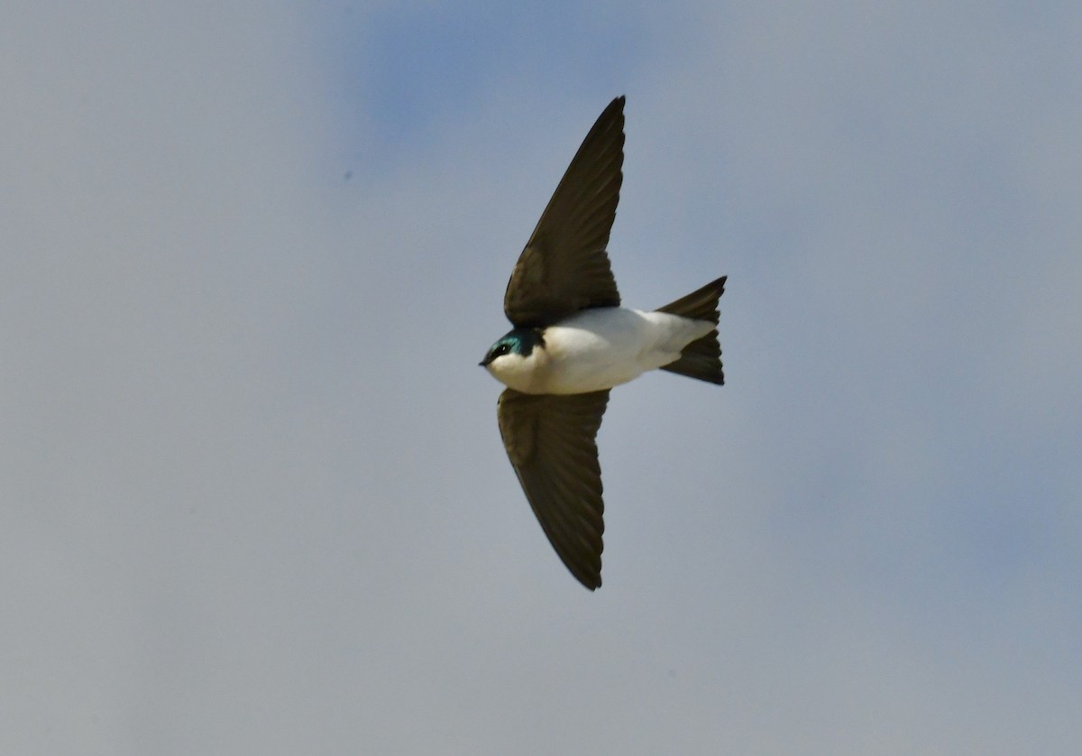 Tree Swallow - ML644782169