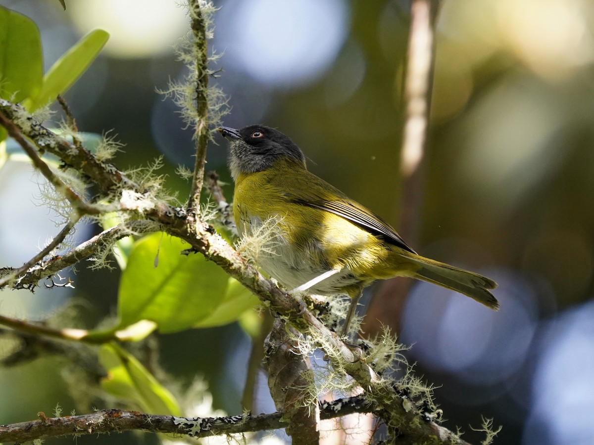 Common Chlorospingus (Northern Andes) - ML644782170