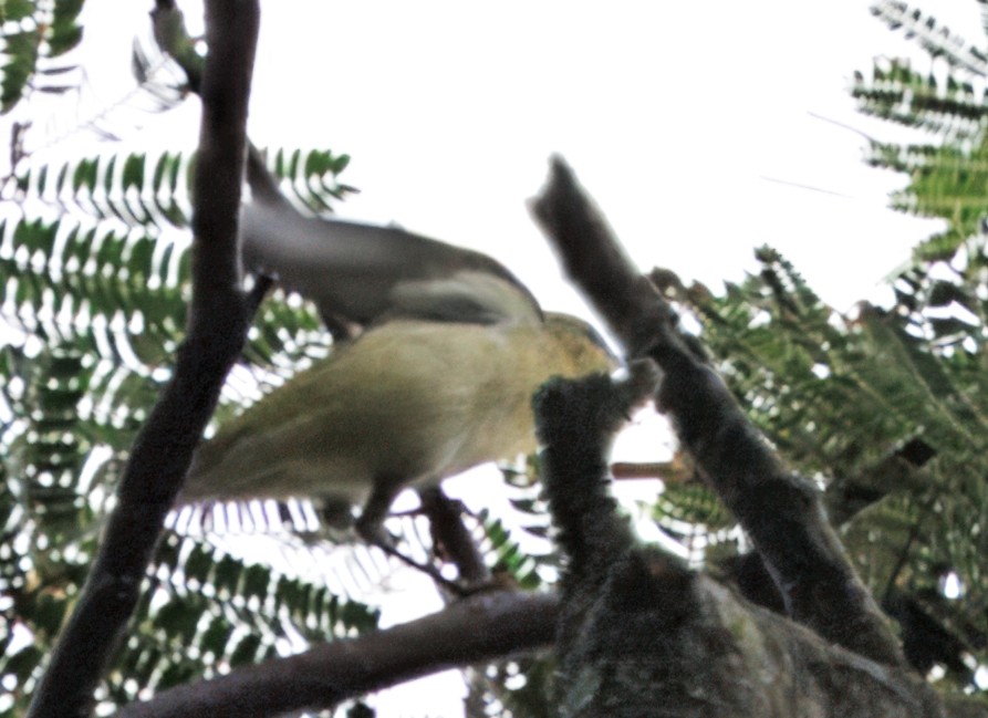 Tennessee Warbler - ML644782175