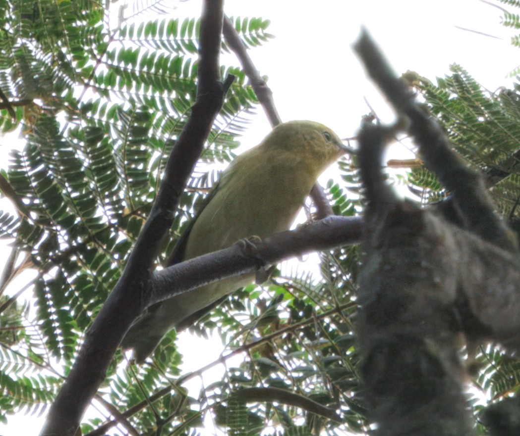 Tennessee Warbler - ML644782176