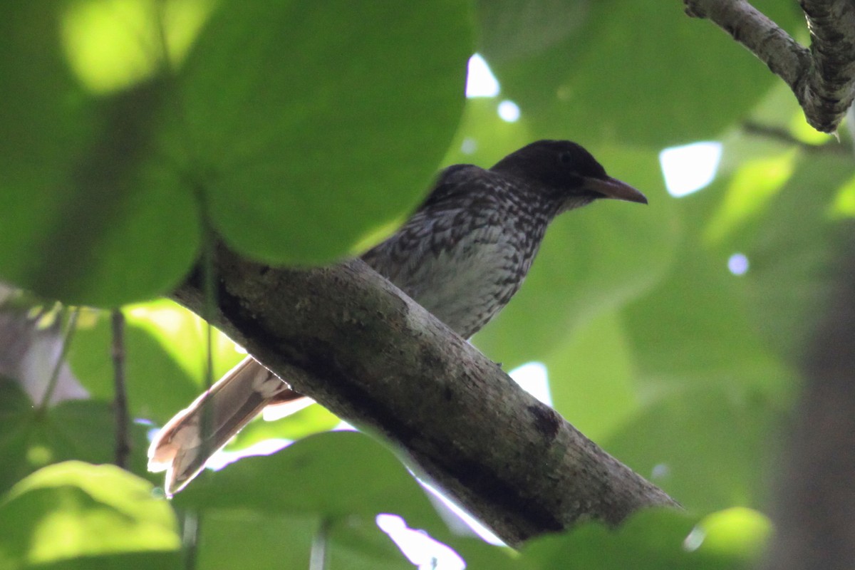 Schuppenspottdrossel - ML644782178