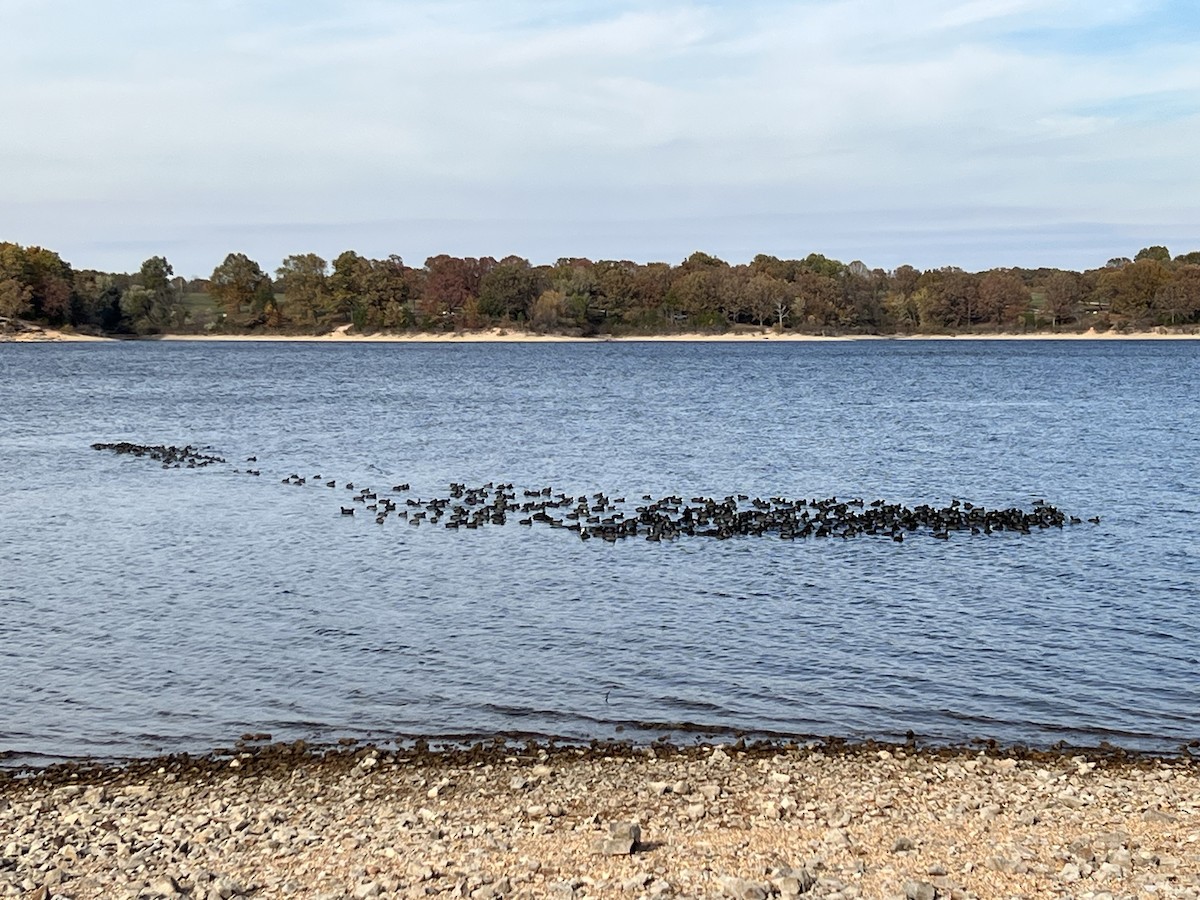 Focha Americana (Frentirroja) - ML644782181