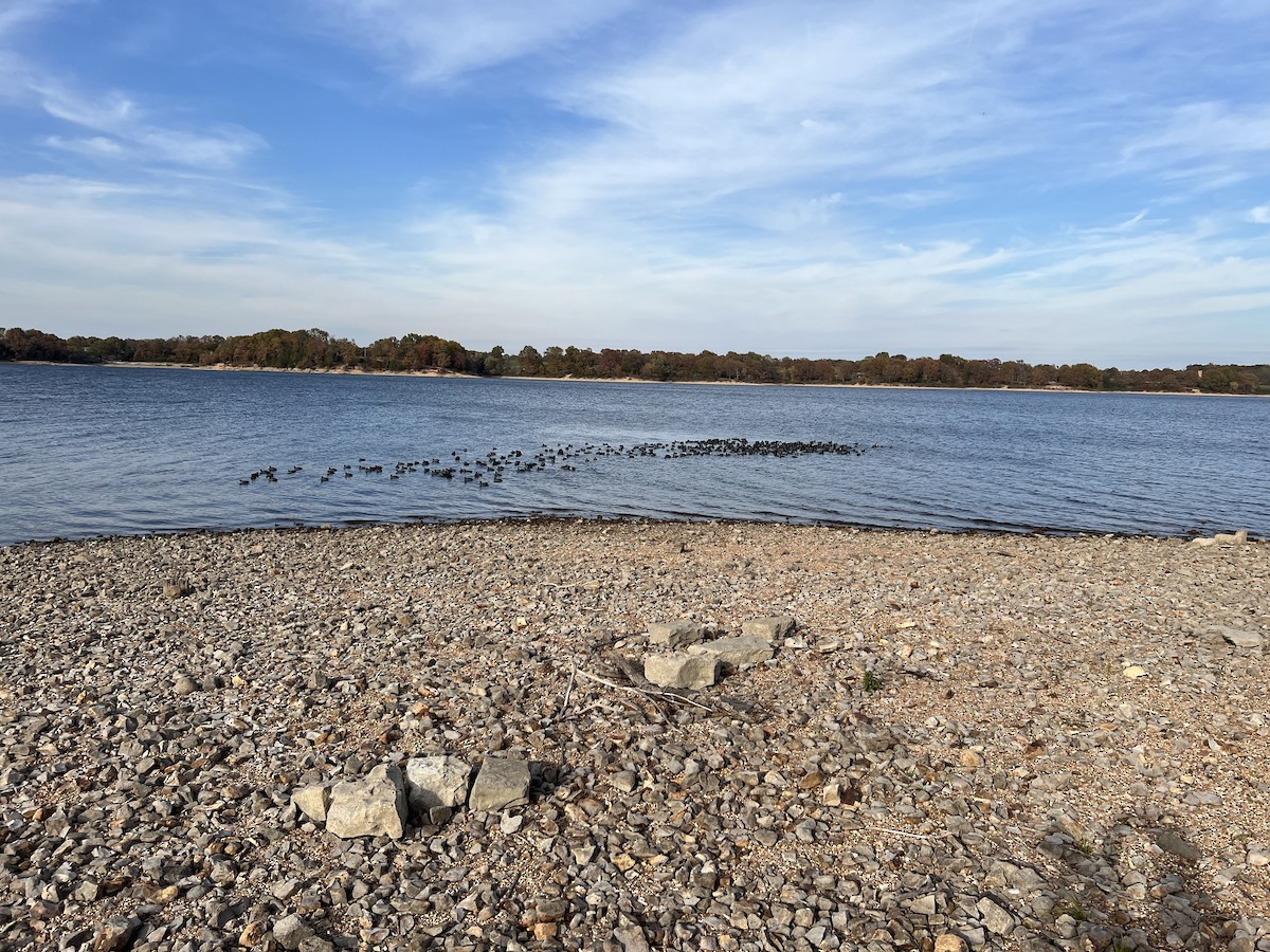 Focha Americana (Frentirroja) - ML644782182