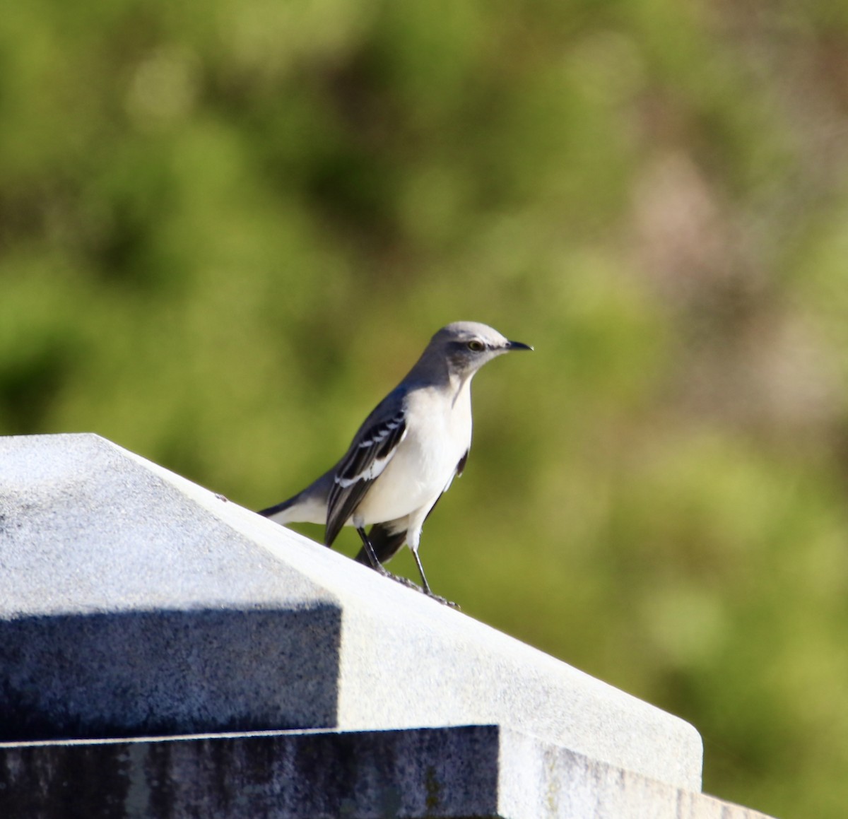 Northern Mockingbird - ML644782185