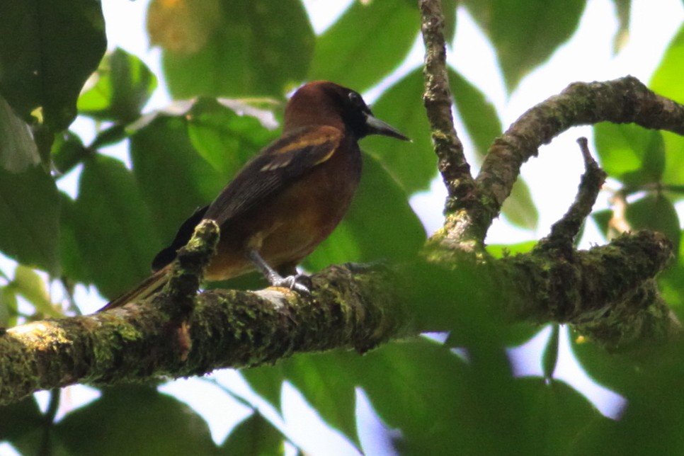 Saint-Lucia-Trupial - ML644782191