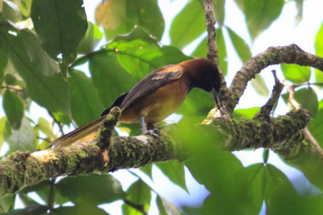 Saint-Lucia-Trupial - ML644782192