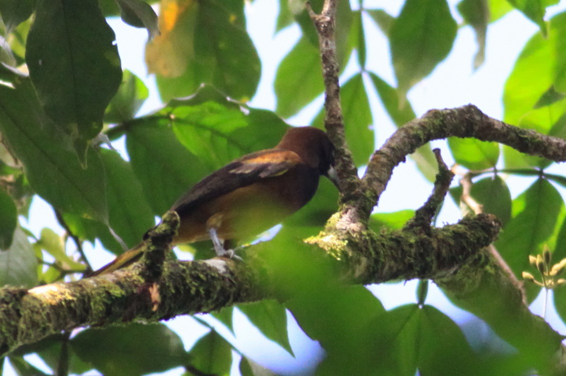 Saint-Lucia-Trupial - ML644782193