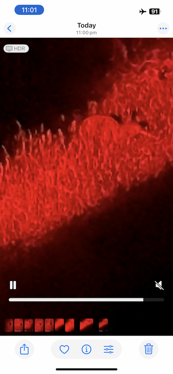 kivi jižní - ML644782195