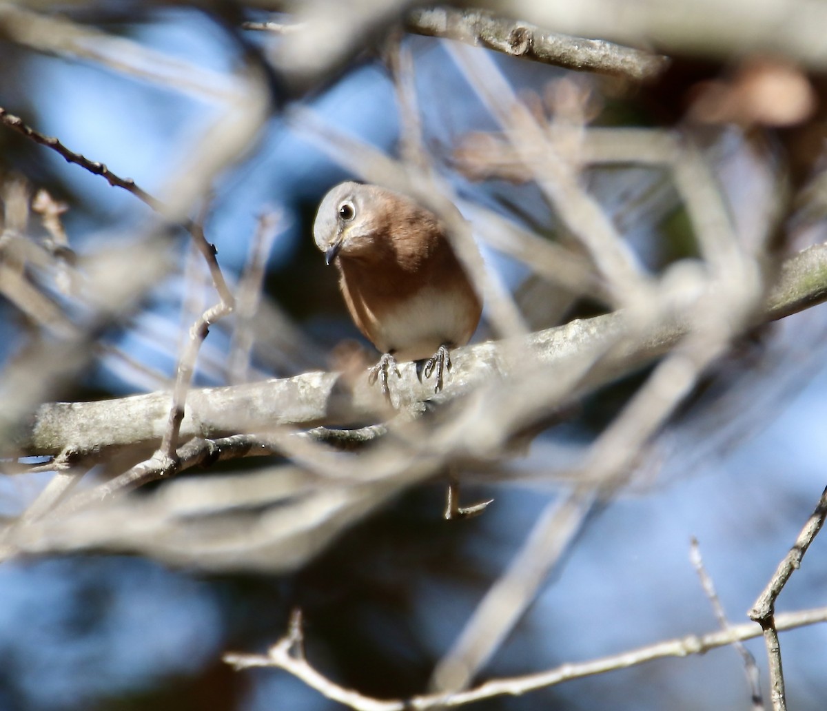 Eastern Bluebird - ML644782196
