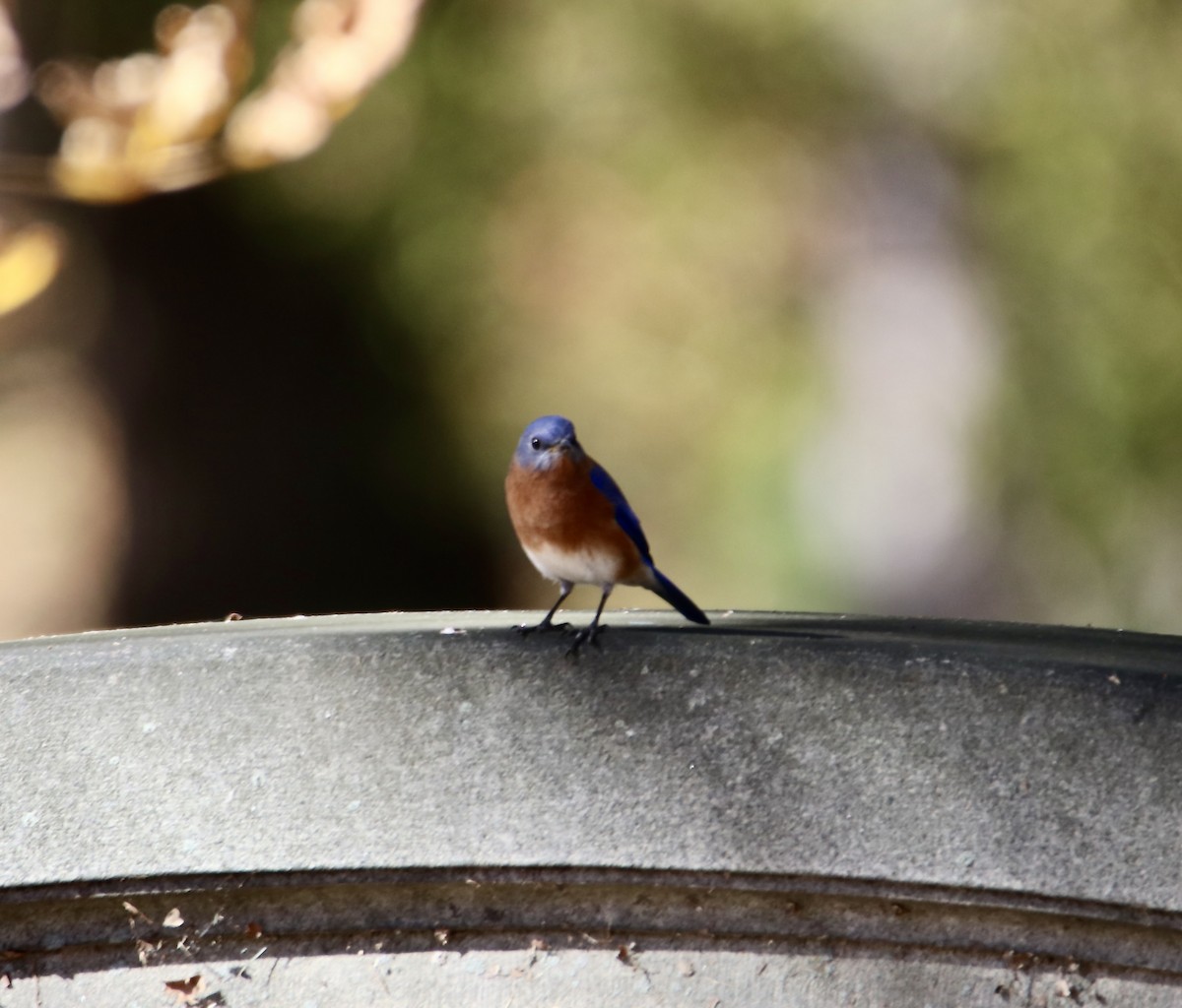Eastern Bluebird - ML644782197