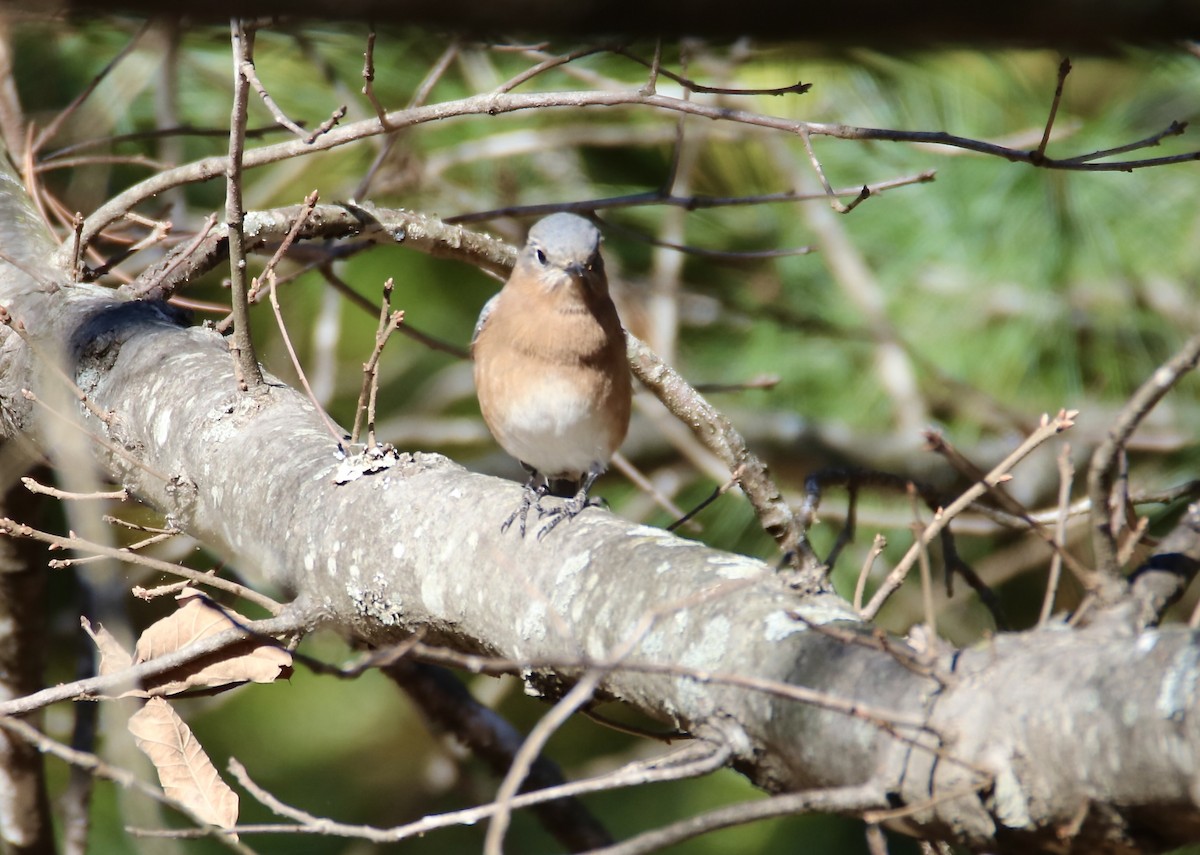 Eastern Bluebird - ML644782198
