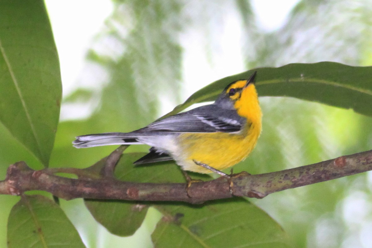 Saint-Lucia-Waldsänger - ML644782200