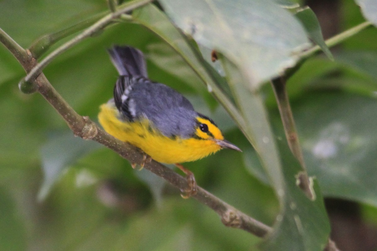 Saint-Lucia-Waldsänger - ML644782201