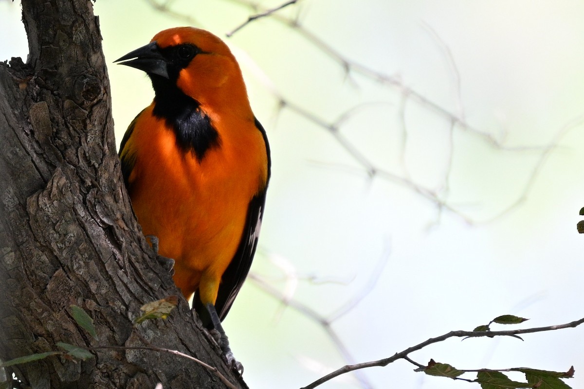 Altamira Oriole - ML644782203