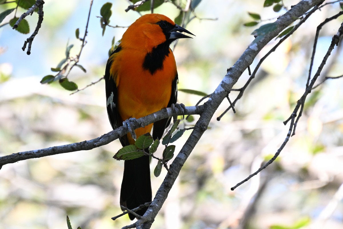 Altamira Oriole - ML644782204
