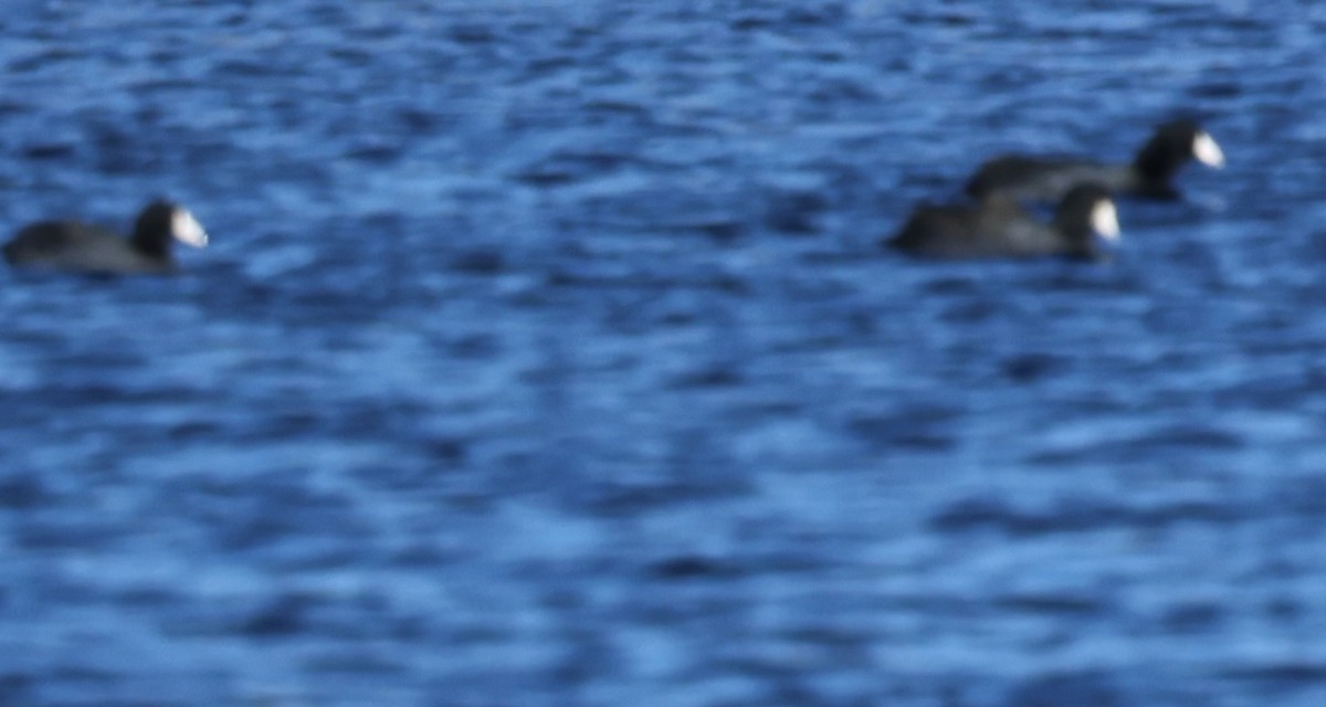 Focha Americana - ML644782217