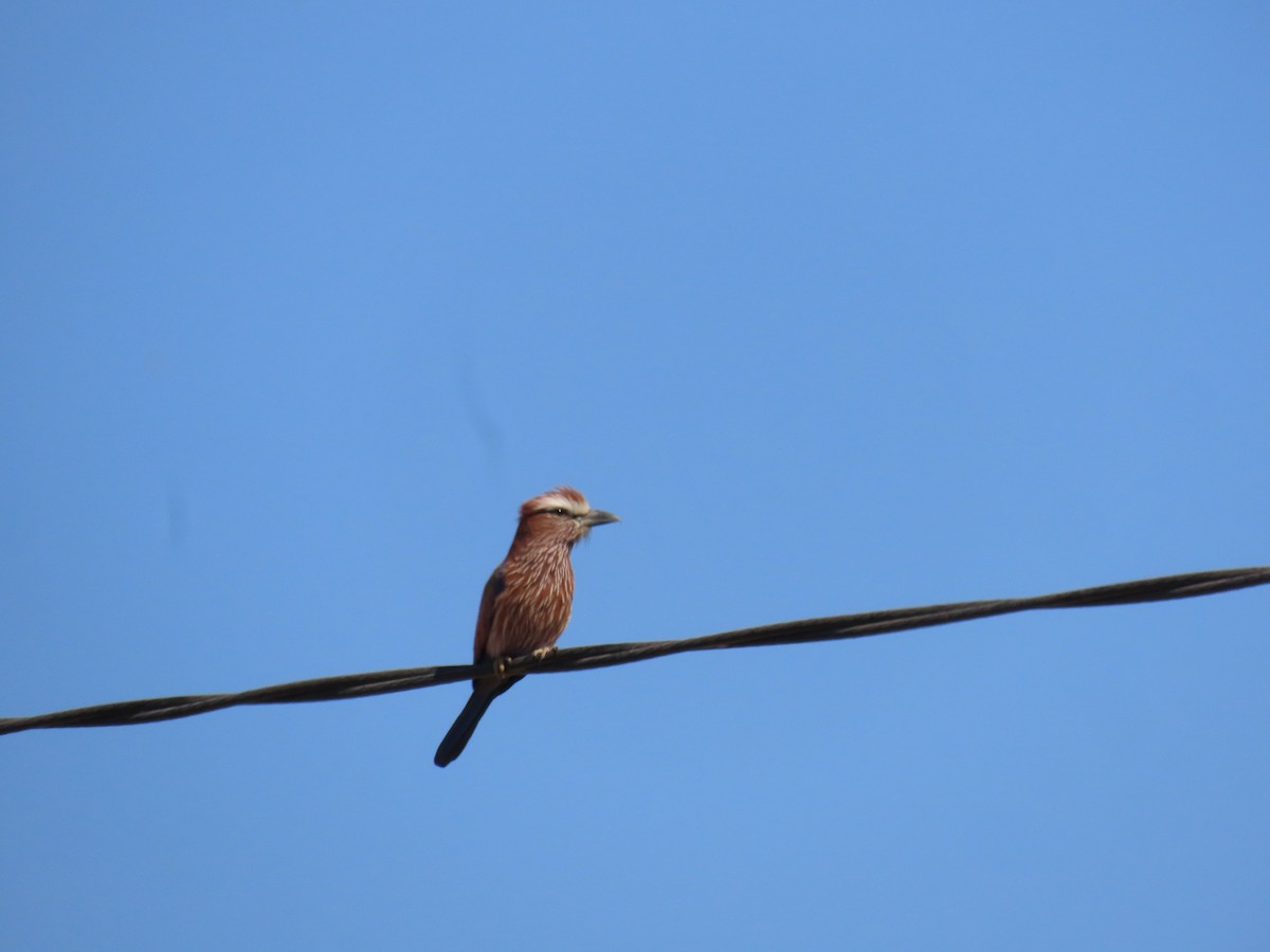 チャガシラニシブッポウソウ - ML644782232