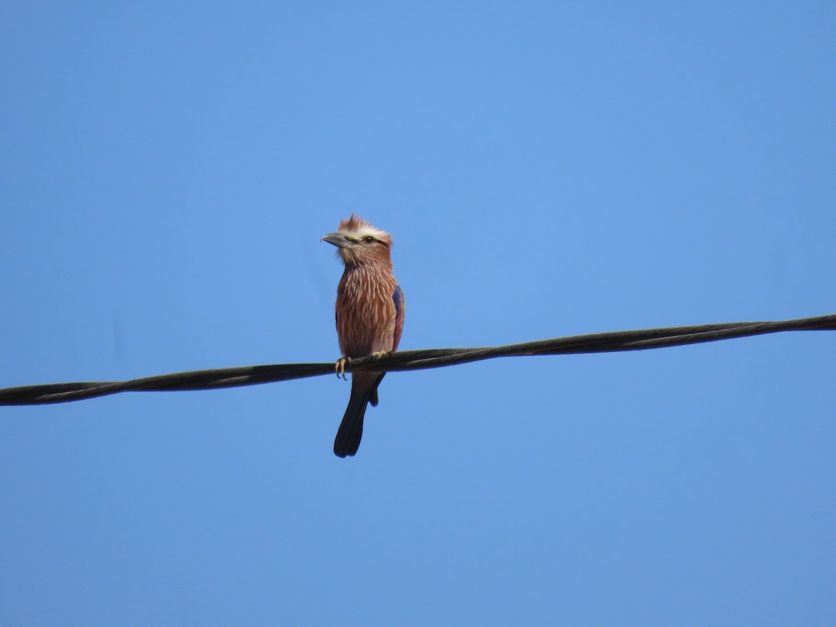 チャガシラニシブッポウソウ - ML644782233