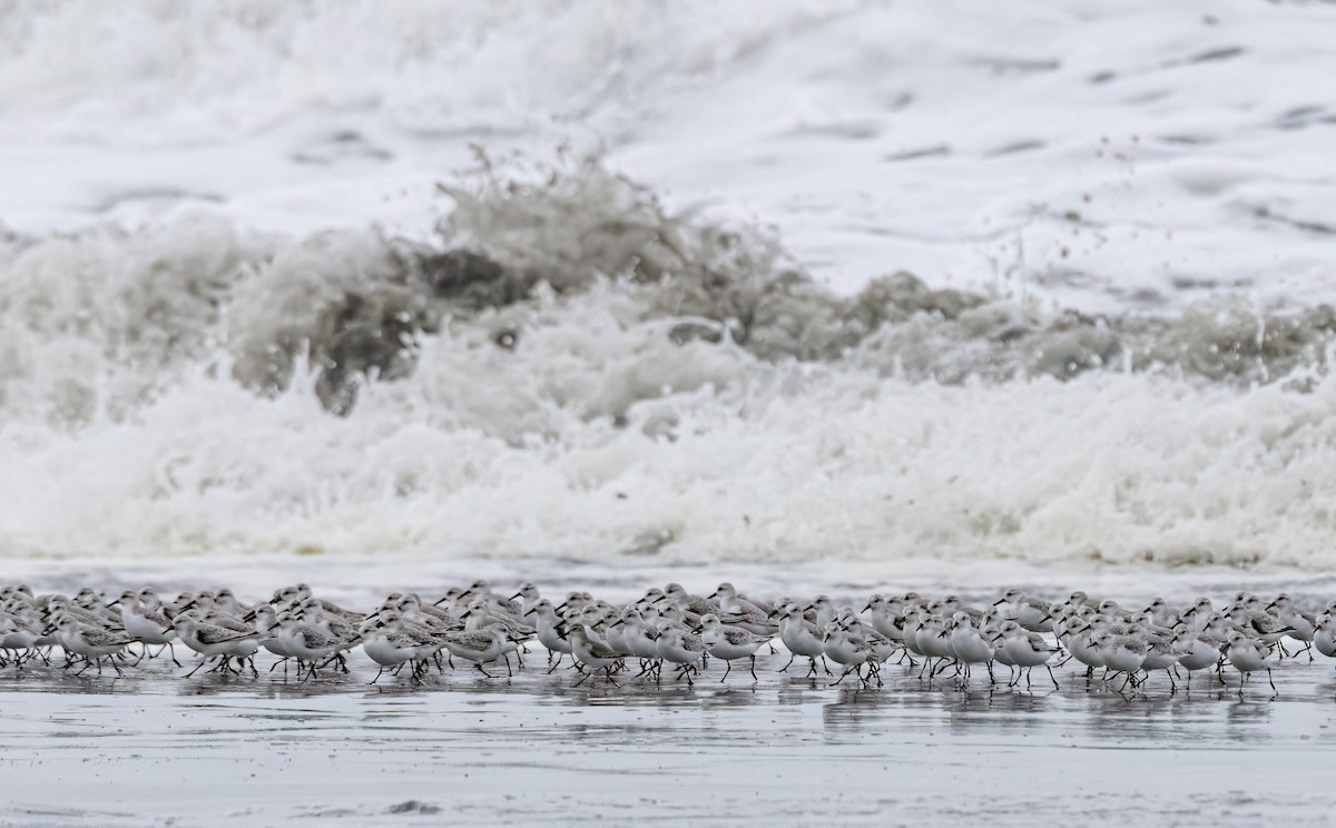 Txirri zuria - ML644782237