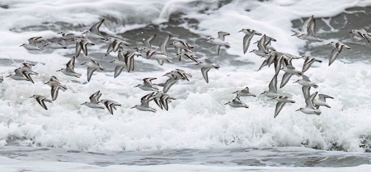 Txirri zuria - ML644782238