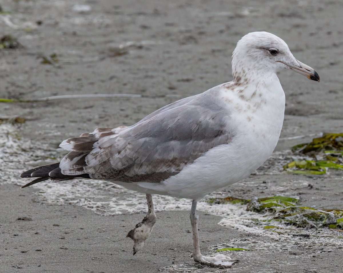 California Gull - ML644782246
