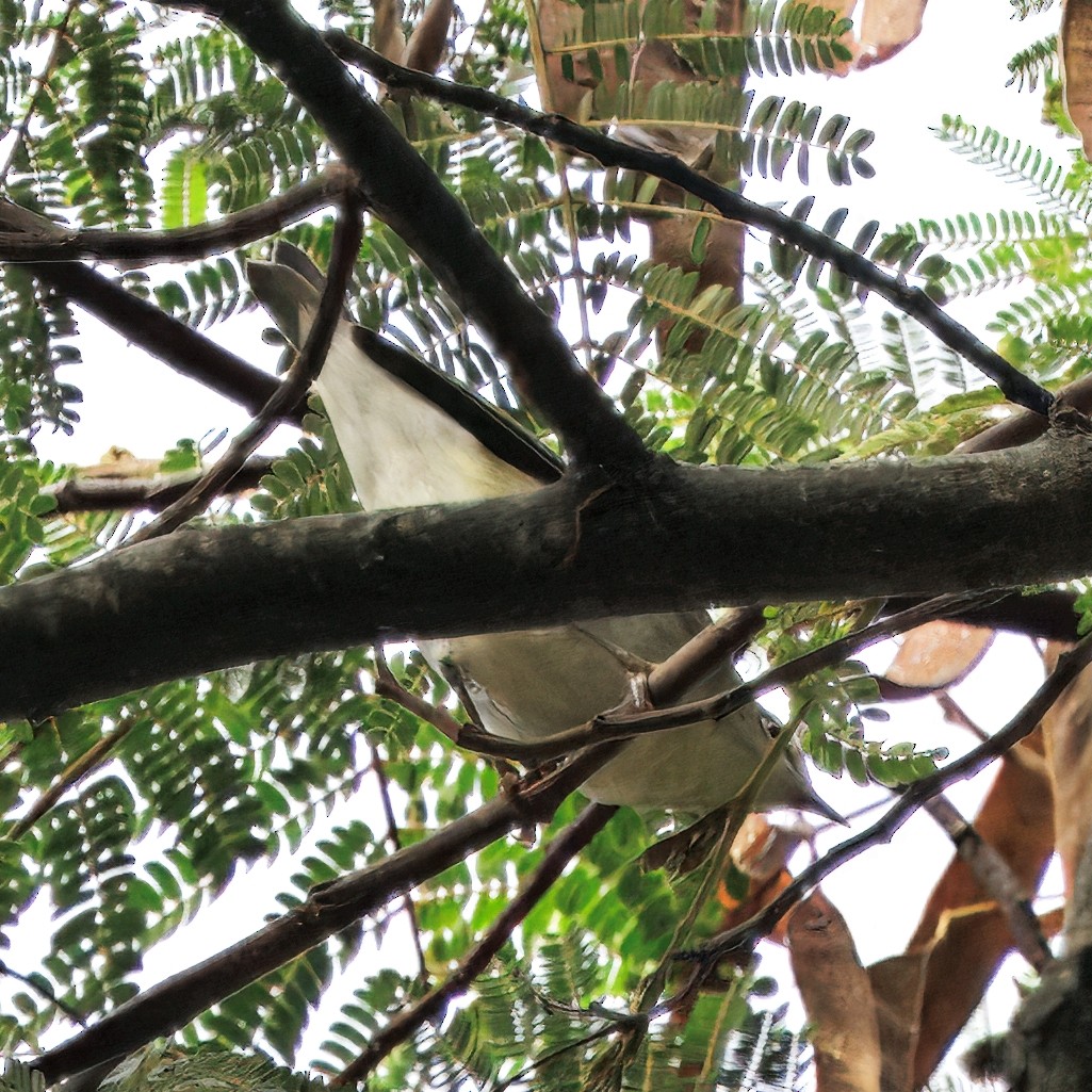 Tennessee Warbler - ML644782247