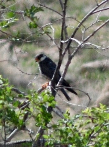 Amurfalke - ML644782249