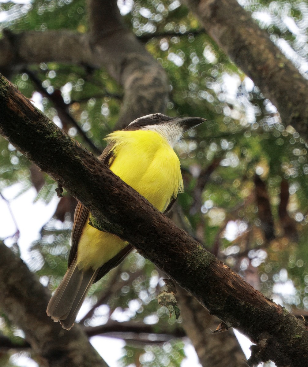 Пітанга-великодзьоб - ML644782251