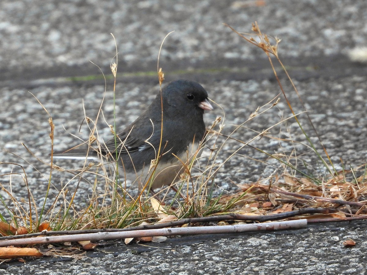 Junco Ojioscuro - ML644782258