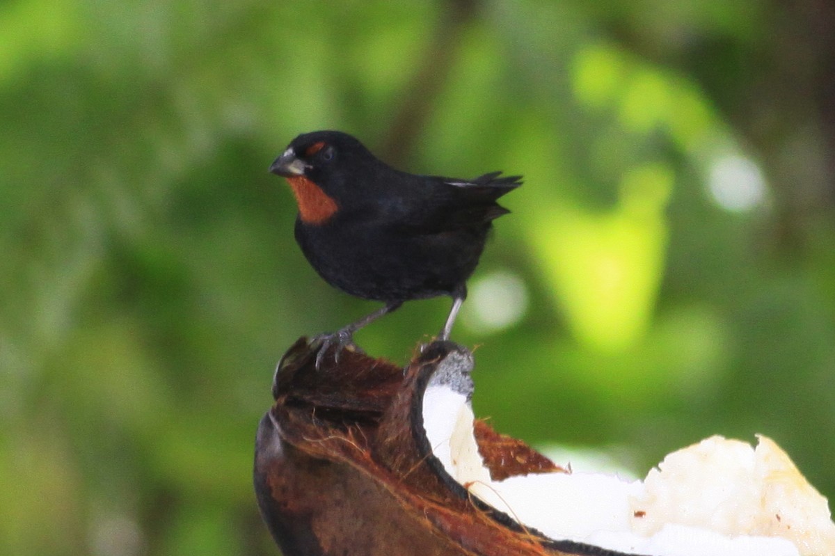 Rotkehl-Gimpeltangare - ML644782265