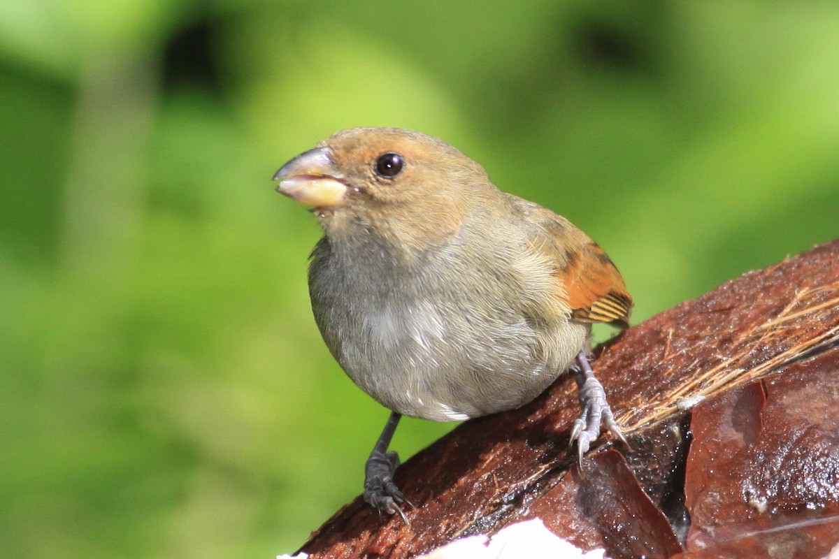 Rotkehl-Gimpeltangare - ML644782266