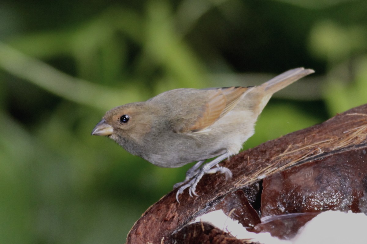 Rotkehl-Gimpeltangare - ML644782267