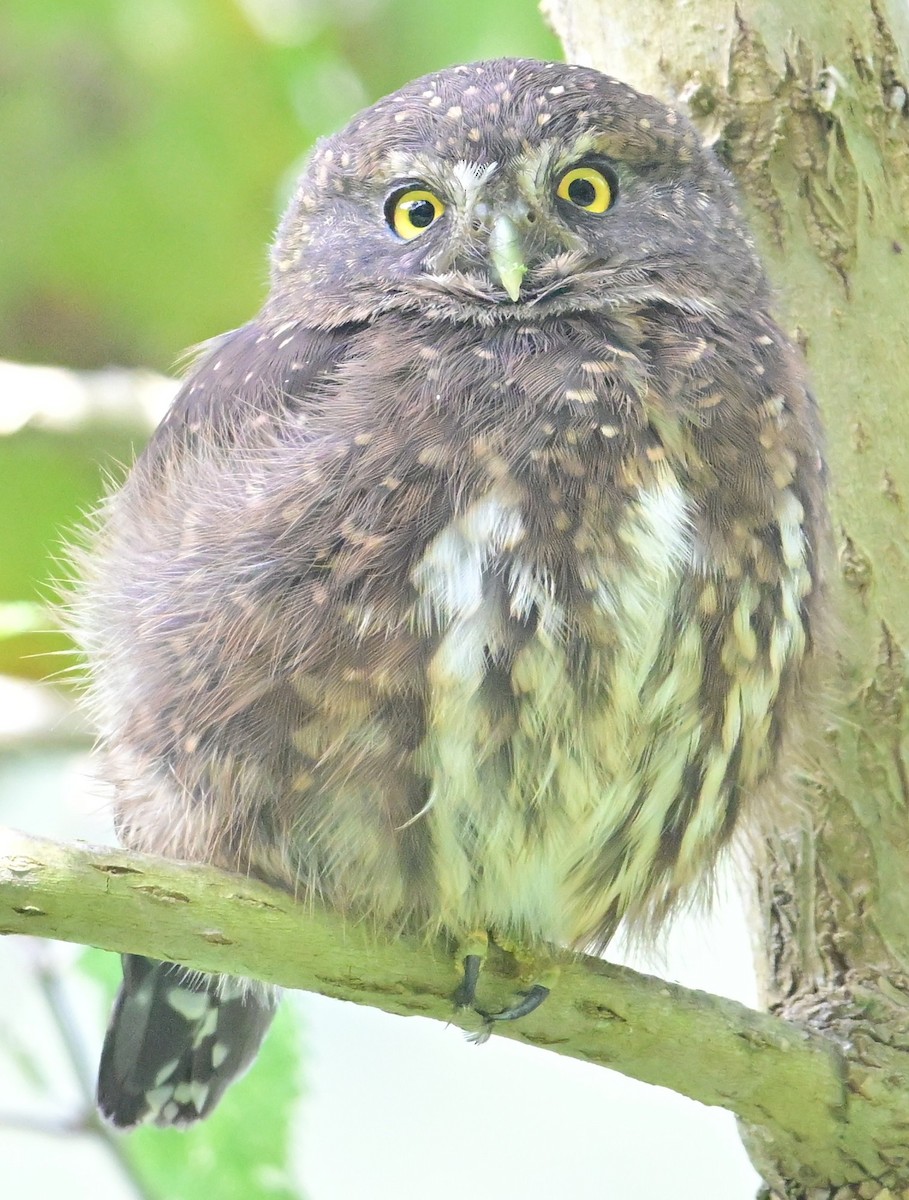 アンデススズメフクロウ - ML644782293