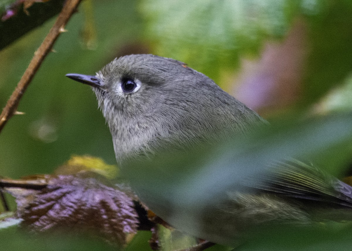 Ruby-crowned Kinglet - ML644782297