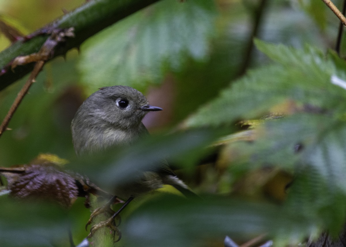 Ruby-crowned Kinglet - ML644782299