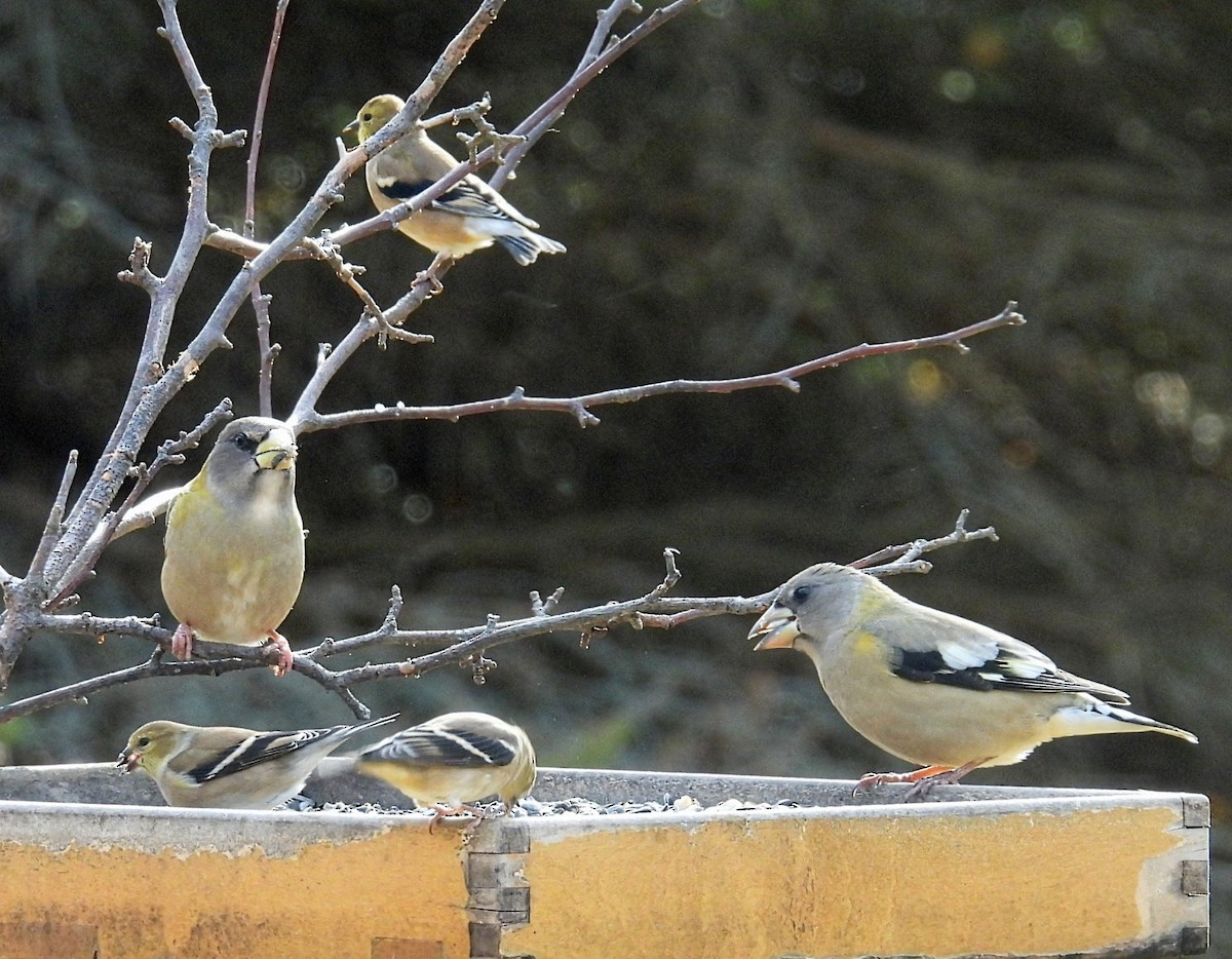 オウゴンヒワ - ML644782302