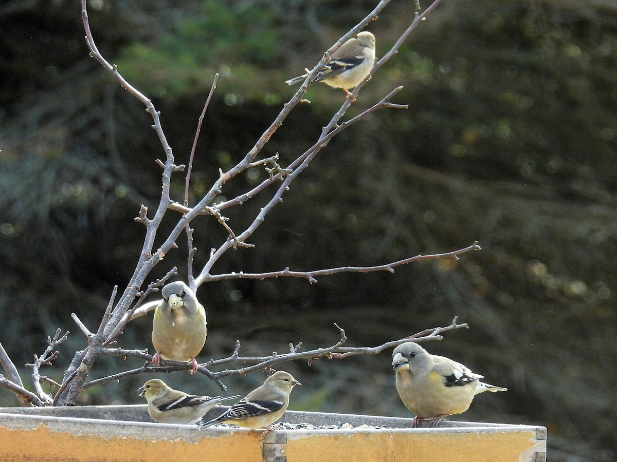 オウゴンヒワ - ML644782303