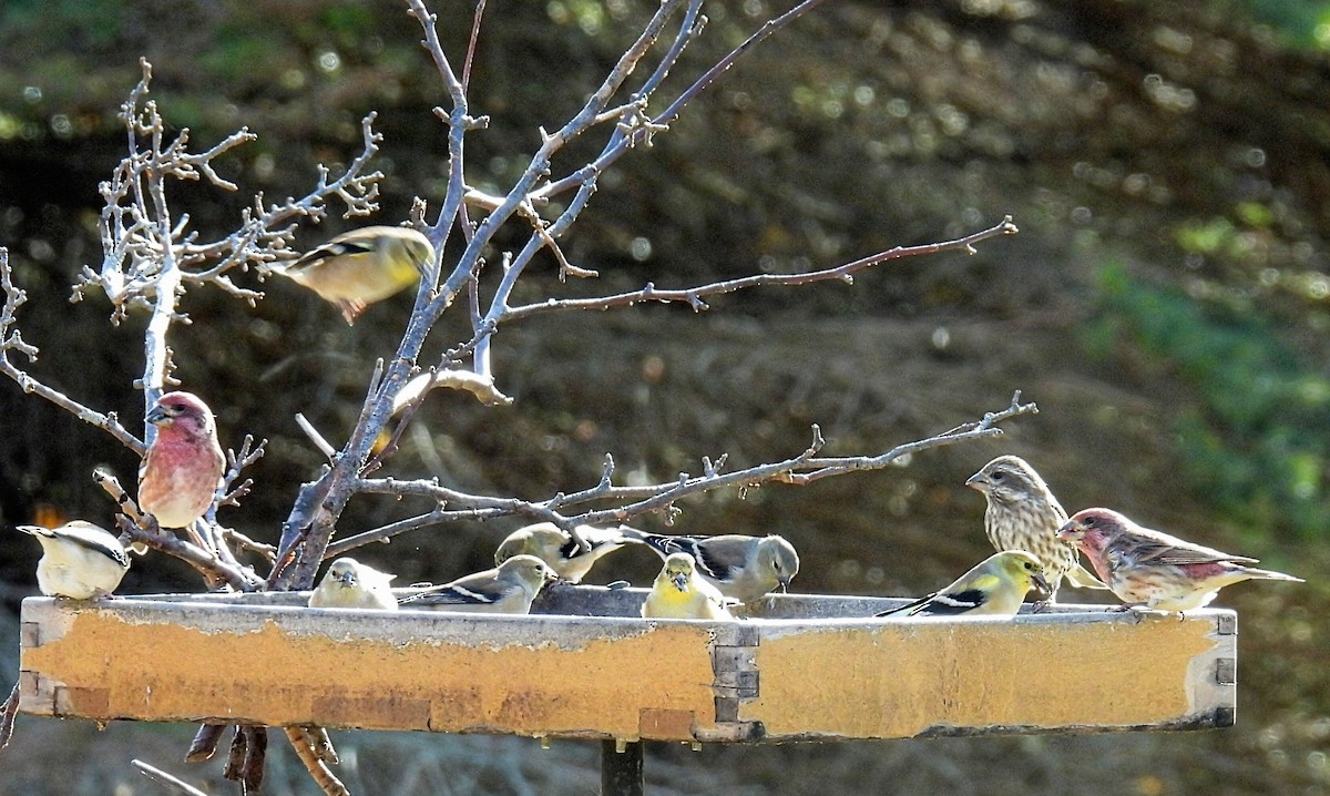 オウゴンヒワ - ML644782304