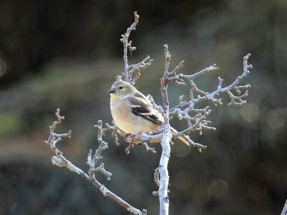 オウゴンヒワ - ML644782305