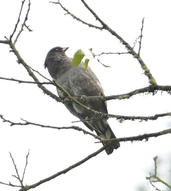 Red-crested Cotinga - ML644782311