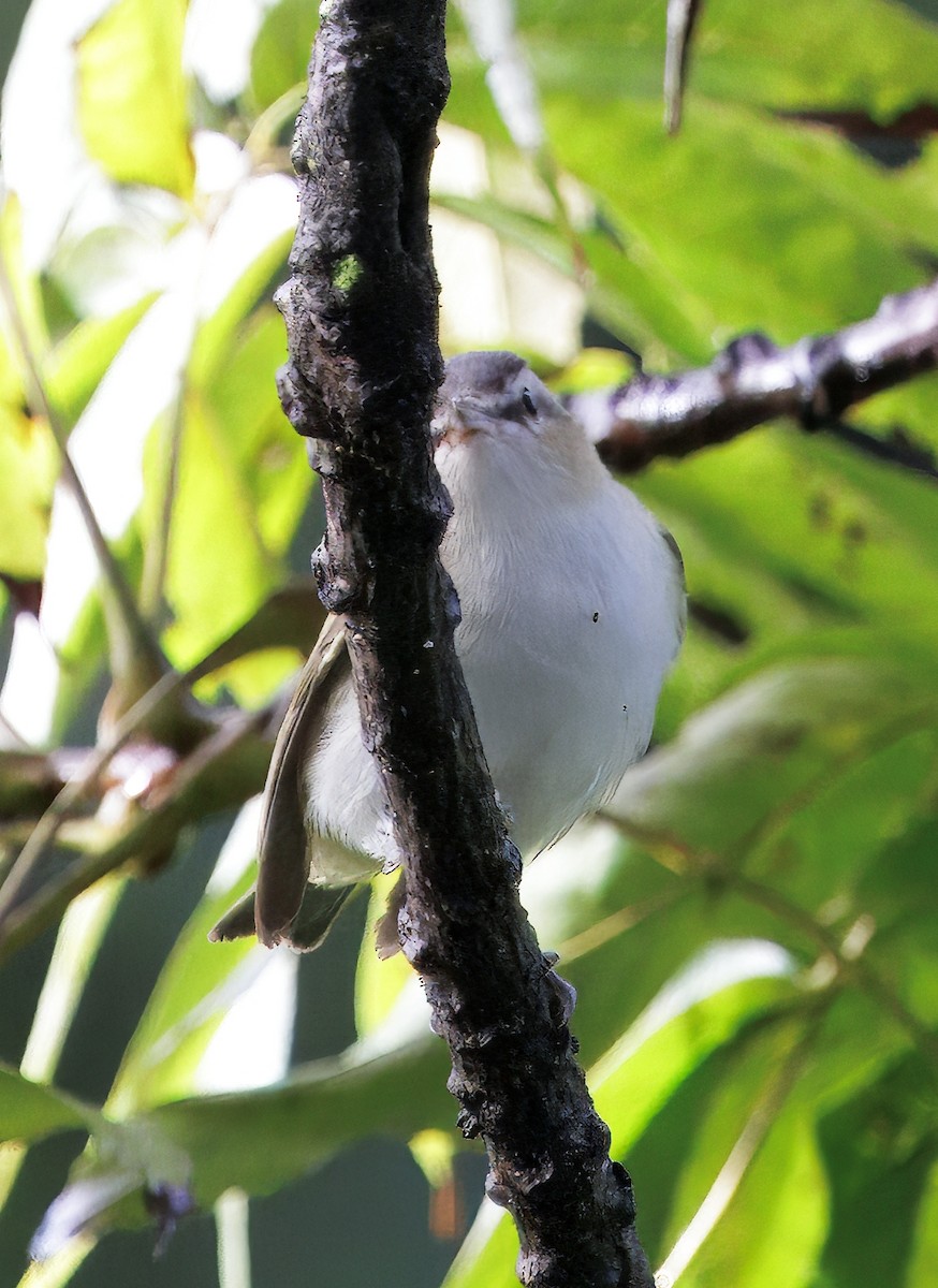 アカメモズモドキ - ML644782315