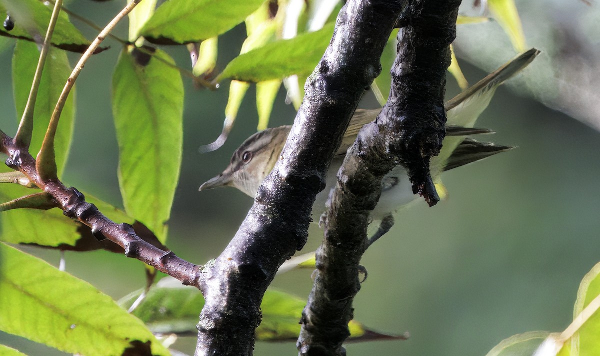 アカメモズモドキ - ML644782316